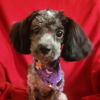 Thelma -  Miniature Poodle Dog for Adoption in Santa Fe, Texas - Thelma | PetCurious