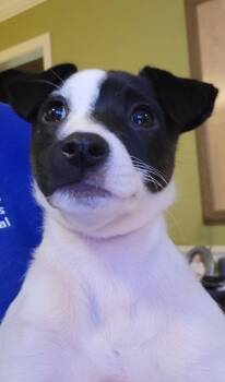 Terrier Dogs Available for Adoption - Tina Bob’s Burgers | PetCurious