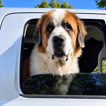 Diesel -  Saint Bernard Dog for Adoption in Eustis, Florida - Diesel | PetCurious