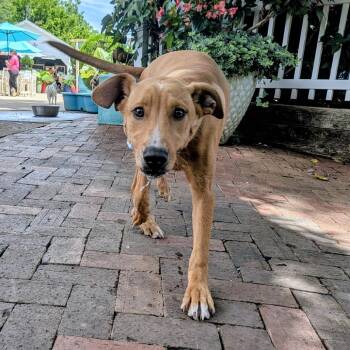Bowser -  Labrador Retriever Dog for Adoption in Wake Forest, North Carolina - Bowser | PetCurious