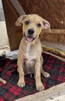 Guppy -  Pit Bull Terrier Dog for Adoption in Williamsburg, New Mexico - Guppy | PetCurious