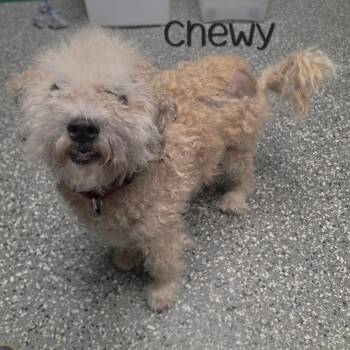 Chewy -  Bichon Frise and Shih Tzu Dog for Adoption in Dayton, Ohio - Chewy | PetCurious