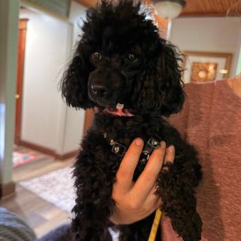 Poodle Dogs Available for Adoption in Lee
