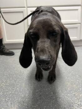 Leaper -  Labrador Retriever and Hound Dog for Adoption in Morristown, Tennessee - Leaper | PetCurious