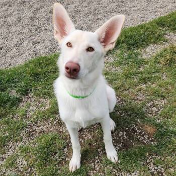 Shepherd Dogs Available for Adoption in Fort Wayne, Indiana - Suki | PetCurious