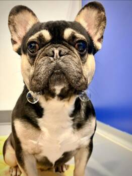 Braxton -  French Bulldog Dog for Adoption in Kalamazoo, Michigan - Braxton | PetCurious