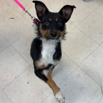 Mixed Breed Dogs Available for Adoption - Dolly | PetCurious