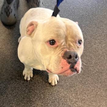 Mixed Breed Dogs Available for Adoption in Allentown, Pennsylvania - Aspen | PetCurious