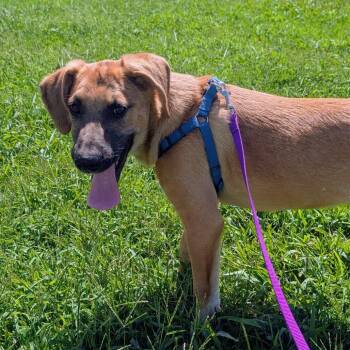 Smudge -  Shepherd and German Shepherd Dog Dog for Adoption in West Plains, Missouri - Smudge | PetCurious
