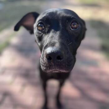 Victoria Momma Rascals - Local Lady -  Black Labrador Retriever and Flat Coated Retriever Dog for Adoption in Andover, Massachusetts - Victoria Momma Rascals - Local Lady | PetCurious