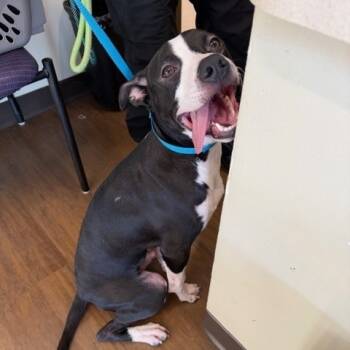 Rescue Mixed Breed Dogs for Adoption in League City, Texas - Rufus | PetCurious