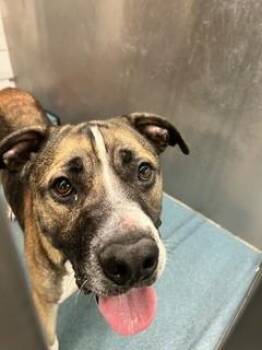 RAINIER -  Mastiff and Mixed Breed Dog for Adoption in Pearland, Texas - RAINIER | PetCurious