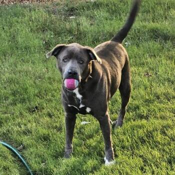 Blue -  Pit Bull Terrier and Mixed Breed Dog for Adoption in Tulsa, Oklahoma - Blue | PetCurious