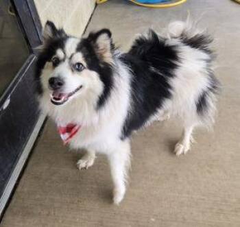 Sparky -  Pomeranian and Siberian Husky Dog for Adoption in Bucyrus, Ohio - Sparky | PetCurious
