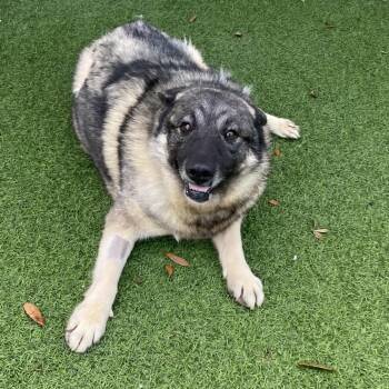 Forest 7663 -  Norwegian Elkhound Dog for Adoption in Loxahatchee Groves, Florida - Forest 7663 | PetCurious