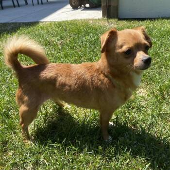 Chihuahua and Mixed Breed Dogs Available for Adoption in Minnetonka, Minnesota - CJ D69408 | PetCurious