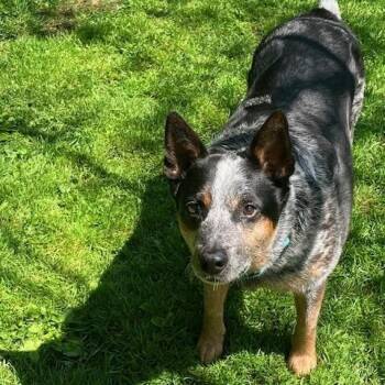 Finnegan -  Australian Cattle Dog Blue Heeler Dog Available for Adoption in Philadelphia, Pennsylvania - Finnegan | PetCurious