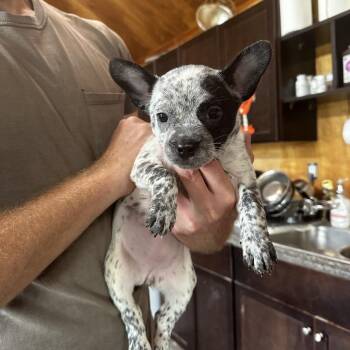 Fergie -  Australian Cattle Dog Blue Heeler and French Bulldog Dog for Adoption in Riverwoods, Illinois - Fergie | PetCurious