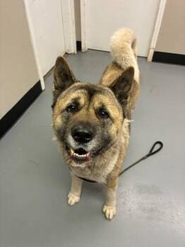 Akita Dogs Available for Adoption in Phoenix, Oregon - Tashi  | PetCurious