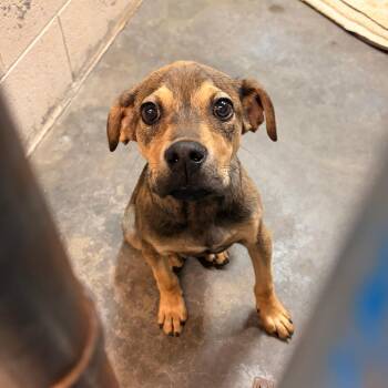 Weston -  Doberman Pinscher and Mixed Breed Dog for Adoption in Franklin, North Carolina - Weston | PetCurious