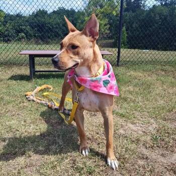 Chariot -  Pit Bull Terrier Dog for Adoption in Springdale, Arkansas - Chariot | PetCurious