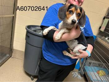 Beagle Dogs Available for Adoption in Williamsburg, Virginia - Rita | PetCurious
