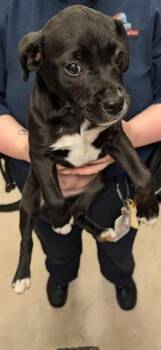 Pit Bull Terrier Dogs Available for Adoption - RUE | PetCurious