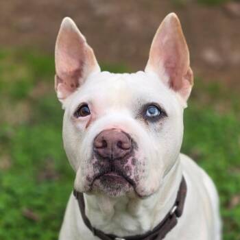 Mixed Breed Dogs Available for Adoption - Wilbur | PetCurious