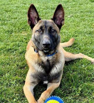 Belgian Shepherd Malinois Dogs Available for Adoption - DOGGY MCDOGFACE | PetCurious