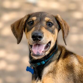 Coleman -  Hound and Retriever Dog for Adoption in Boerne, Texas - Coleman | PetCurious