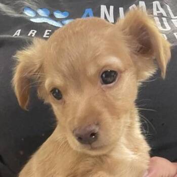 Yosemite -  Mixed Breed Dog for Adoption in Hemet, California - Yosemite | PetCurious