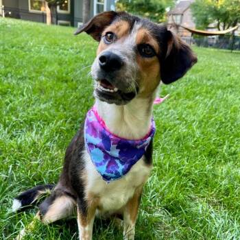 Sunny Skye -  Australian Cattle Dog Blue Heeler and Mixed Breed Dog for Adoption in Olathe, Kansas - Sunny Skye | PetCurious