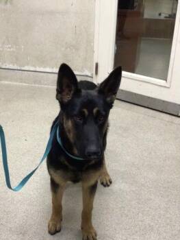 Rescue German Shepherd Dog Dogs for Adoption in Riverside, California - FINO | PetCurious