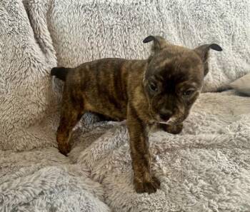 Pit Bull Terrier and Mixed Breed Dogs Available for Adoption - PIPPY | PetCurious