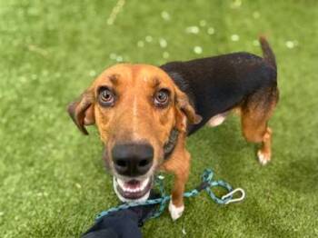 Jimmie Rodgers -  Hound and Mixed Breed Dog for Adoption in Gainesville, Florida - Jimmie Rodgers | PetCurious