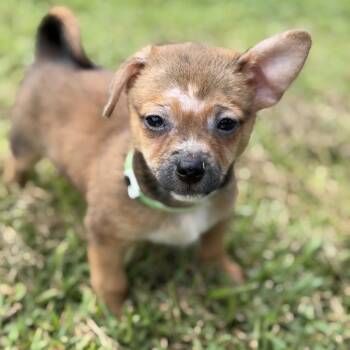 LINCOLN -  Chihuahua Dog for Adoption in West Palm Beach, Florida - LINCOLN | PetCurious