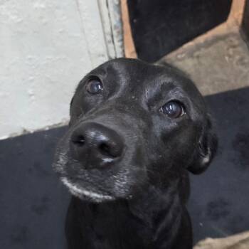 Onxy -  Black Labrador Retriever and Mixed Breed Dog for Adoption in Madisonville, Kentucky - Onxy | PetCurious