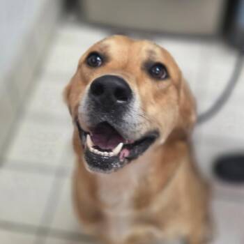 Spyro -  Mixed Breed Dog for Adoption in Charleston, West Virginia - Spyro | PetCurious