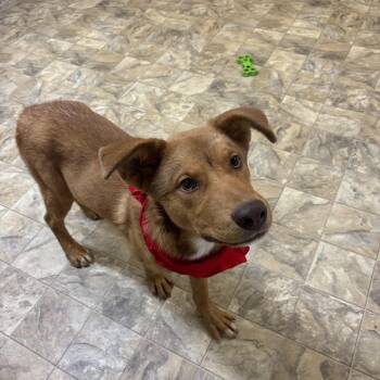 Rescue Terrier Dogs for Adoption in Pilot Point, Texas - Bellamy | PetCurious