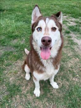 Siberian Husky and Mixed Breed Dogs Available for Adoption in Conroe, Texas - A427483 | PetCurious