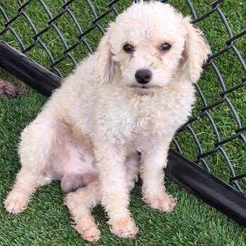 Jax 0482 -  Poodle Dog for Adoption in Loxahatchee Groves, Florida - Jax 0482 | PetCurious