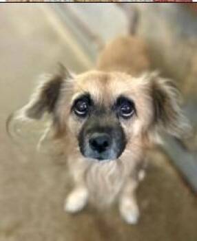 Pekingese Dogs Available for Adoption - Miguel | PetCurious