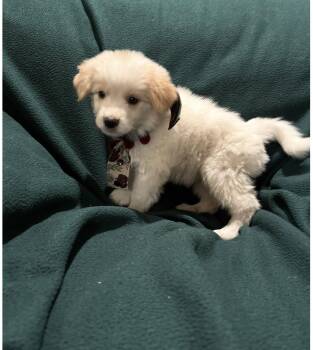 Austin -  Golden Retriever and Australian Shepherd Dog for Adoption in Dallas, Texas - Austin | PetCurious