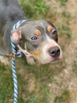 HONEYCOMB -  Pit Bull Terrier Dog for Adoption - HONEYCOMB | PetCurious