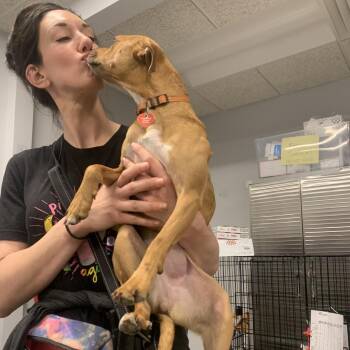 Mixed Breed Dogs Available for Adoption in Wheeling, Illinois - Rue | PetCurious