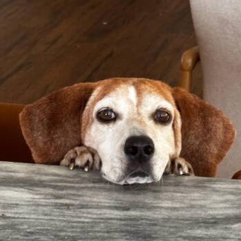 Missy -  Beagle Dog for Adoption in Nowata, Oklahoma - Missy | PetCurious