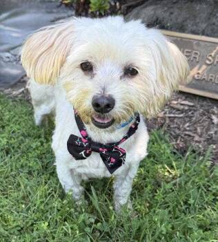 Moonie -  Maltese Dog for Adoption in Midland, Virginia - Moonie | PetCurious