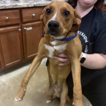 Honda-092313U -  Labrador Retriever and Mixed Breed Dog for Adoption in Tupelo, Mississippi - Honda-092313U | PetCurious