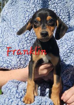 Franklin -  Chihuahua and Beagle Dog for Adoption in Waterloo, Illinois - Franklin | PetCurious