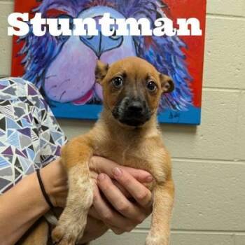 Stuntman -  Cattle Dog and Mixed Breed Dog for Adoption in Morton Grove, Illinois - Stuntman | PetCurious